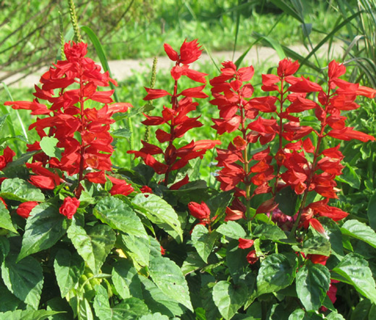 Salvia coccinea - Texas Hummingbird Sage | PlantMaster
