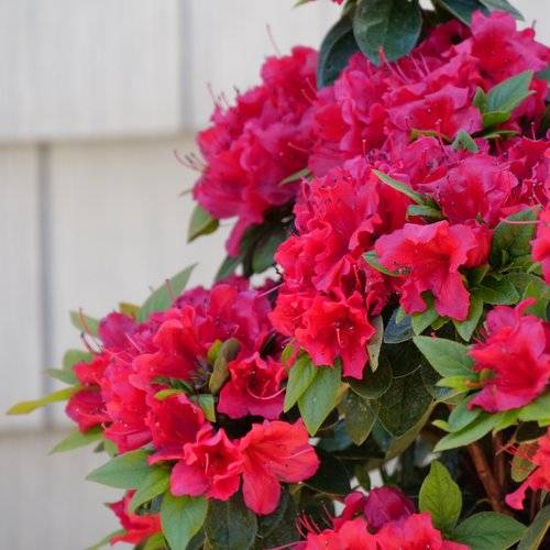 小物 OLOF / RED GADIDANONIEM Rachel 小物 OLOF / RED GADIDANONIEM Rachel OLOF / RED GADIDANONIEM
