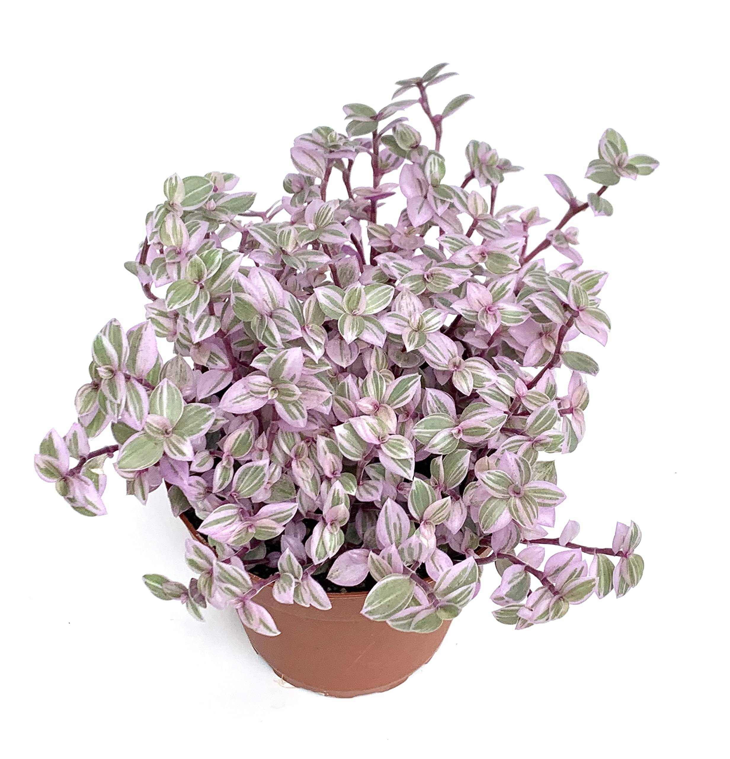 liquid fertilizer organic Organic Indoor Houseplant Plant Food