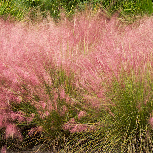 Día Cabina Nadie Muhlenbergia capillaris Regal Mist® - Pink Muhly Regal Mist® | PlantMaster