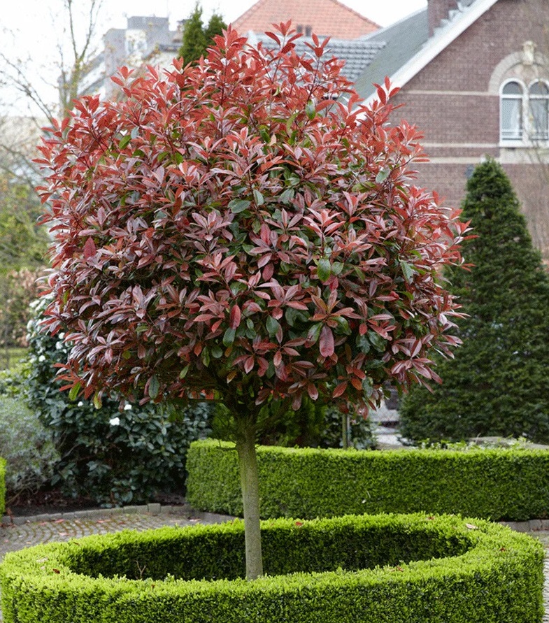 photinia 150/175 Fraser's Photinia Bush main image 0