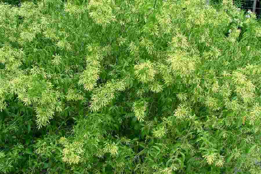 Cestrum nocturnum - Night Blooming Jessamine | PlantMaster