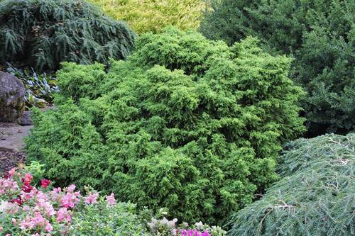 Cryptomeria japonica 'Tansu' - Tansu Japanese Cedar | PlantMaster