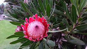 Protea 'Pink Ice' - Pink Ice Protea | PlantMaster