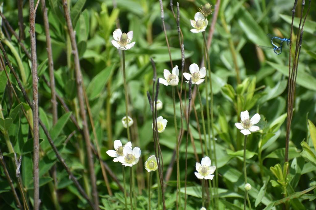 Anemone cylindrica - Candle Anemone | PlantMaster