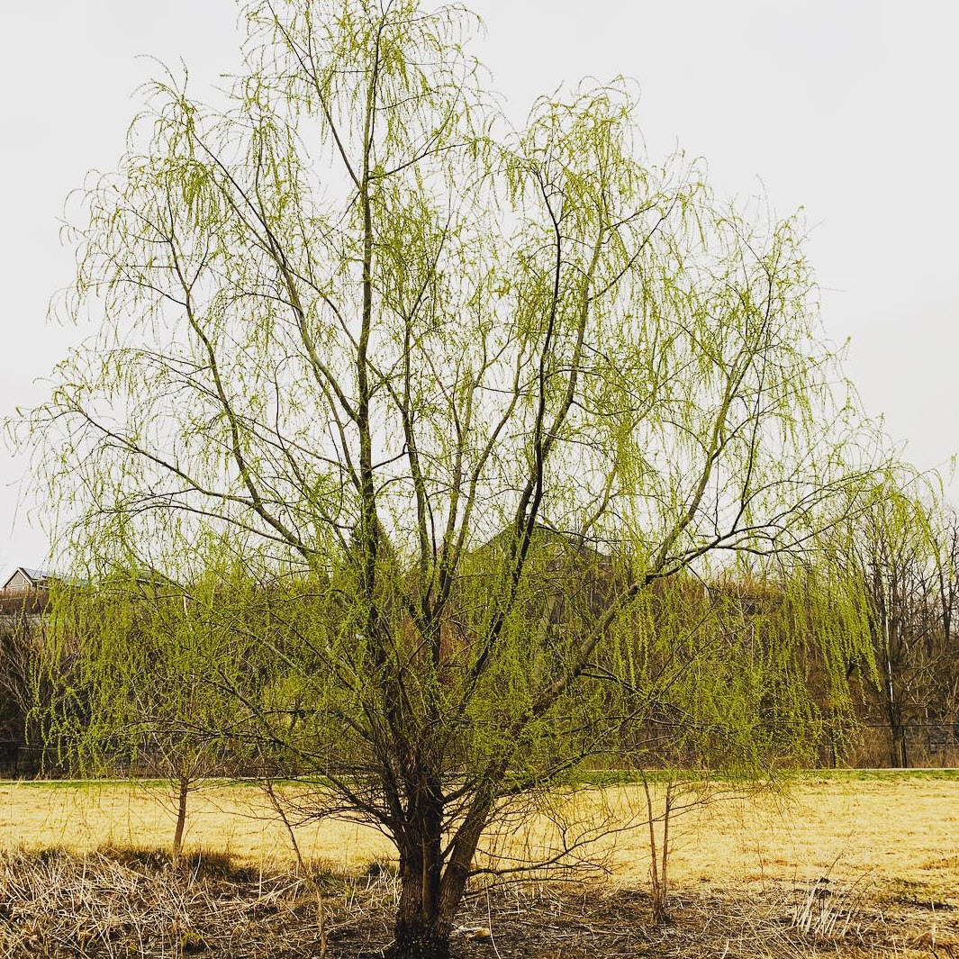 Black Willow - Salix Nigra, Deciduous Trees