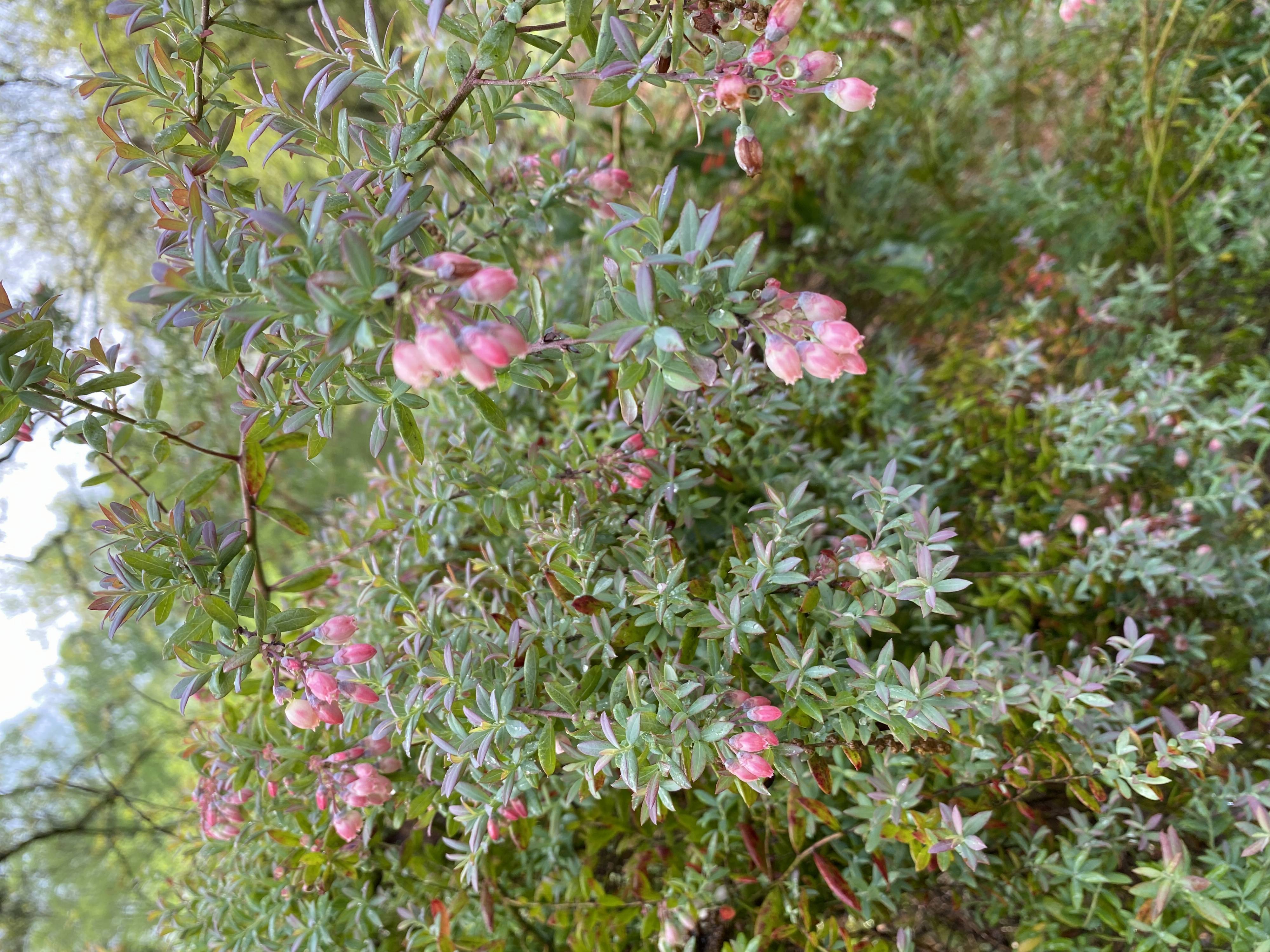 enrich powder for plants Enrich Powder