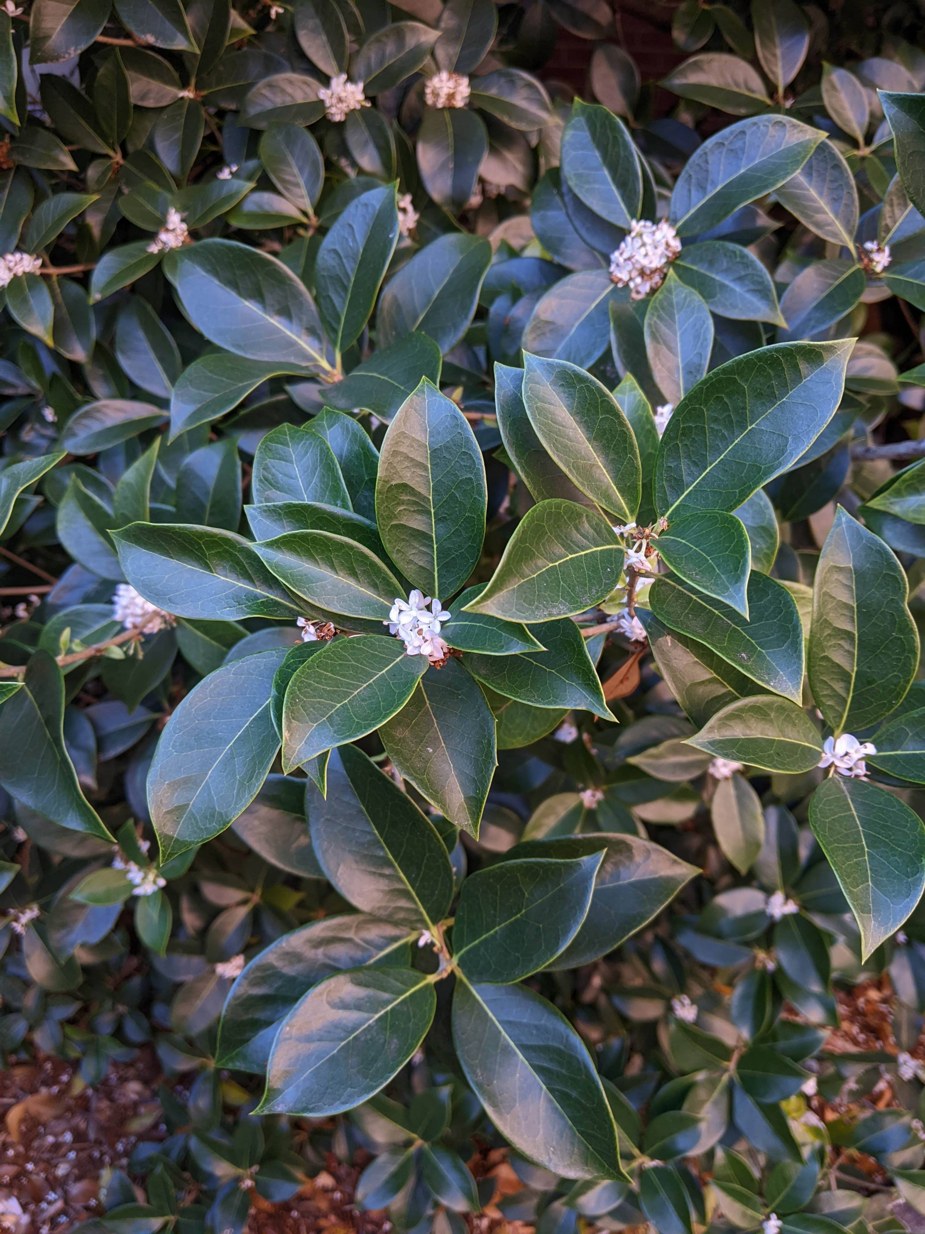 Osmanthus x fortunei - Fortune's Osmanthus | PlantMaster