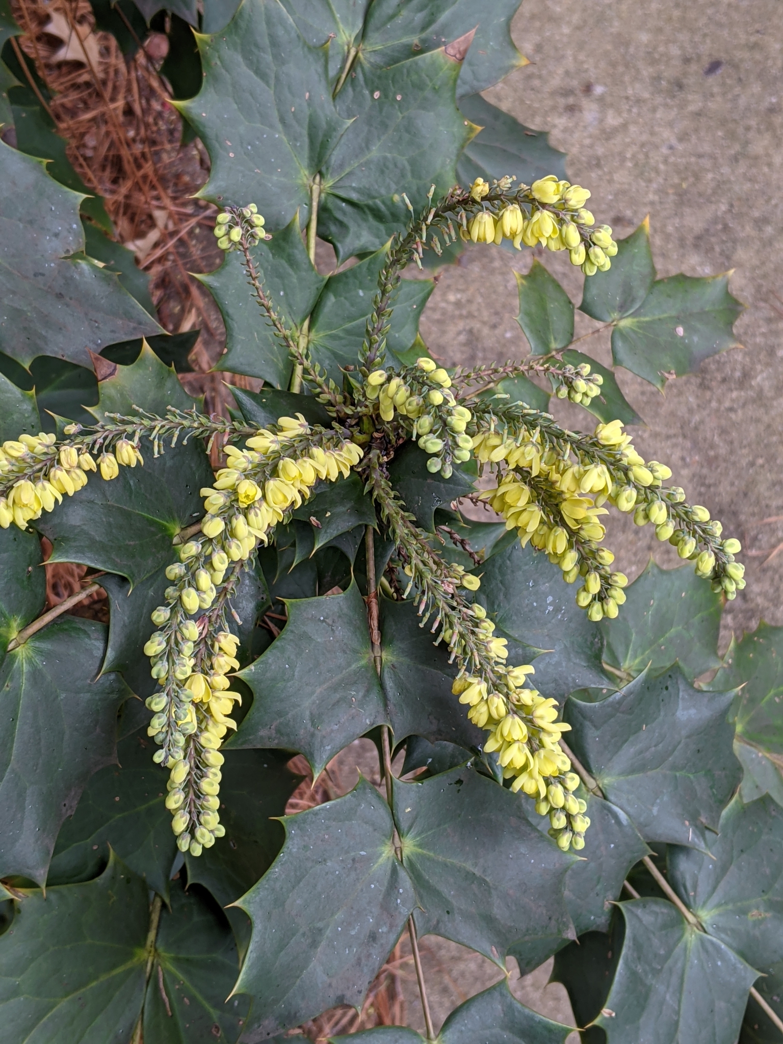 Mahonia bealei - Leatherleaf Mahonia | PlantMaster