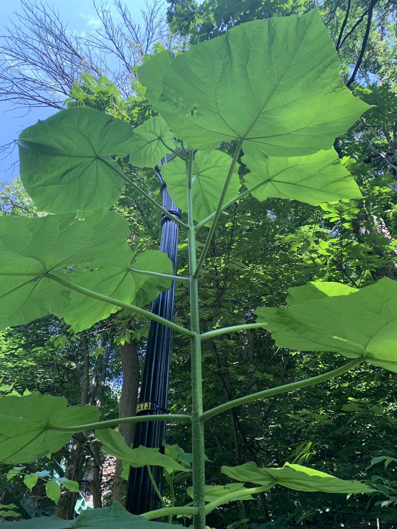 Paulownia tomentosa - Empress Tree | PlantMaster