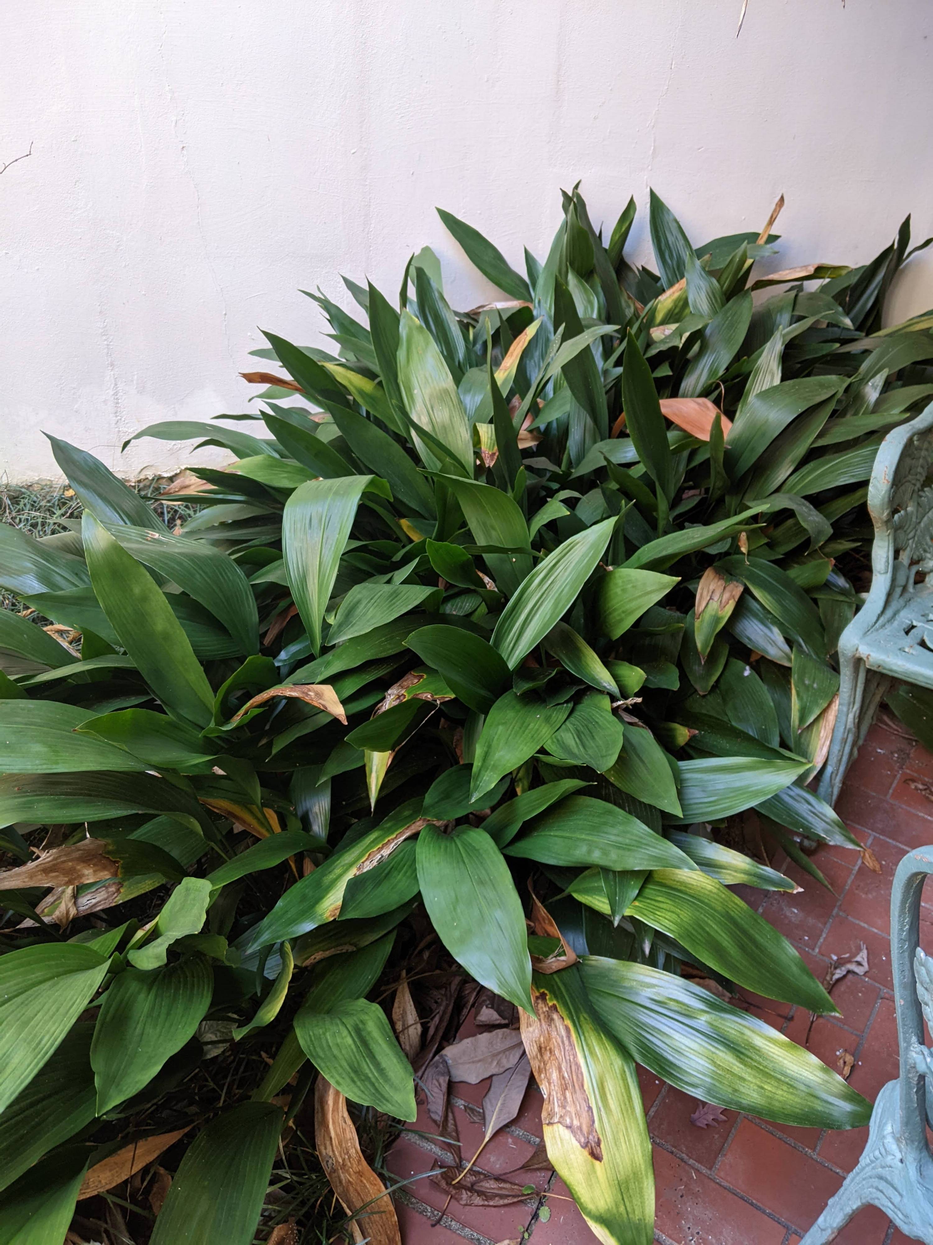 Aspidistra elatior - Castiron Plant | PlantMaster