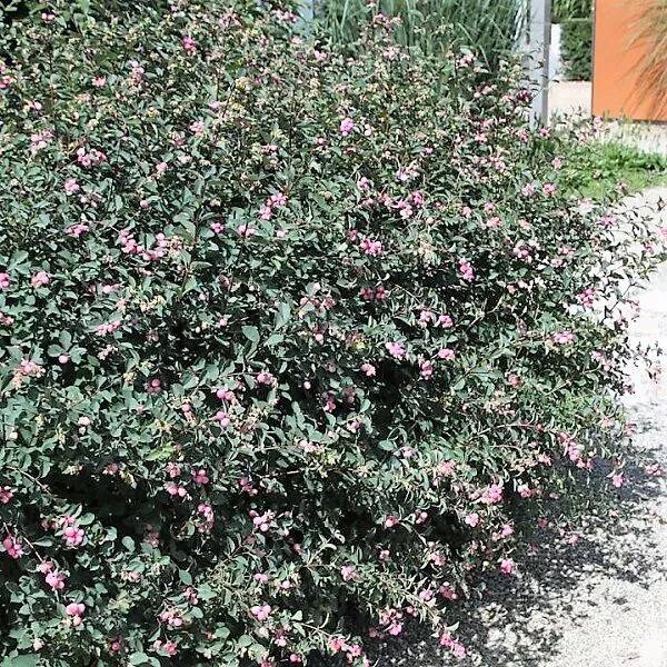 Magic Berry Snowberry - Symphoricarpos x doorenbosii 'Magic