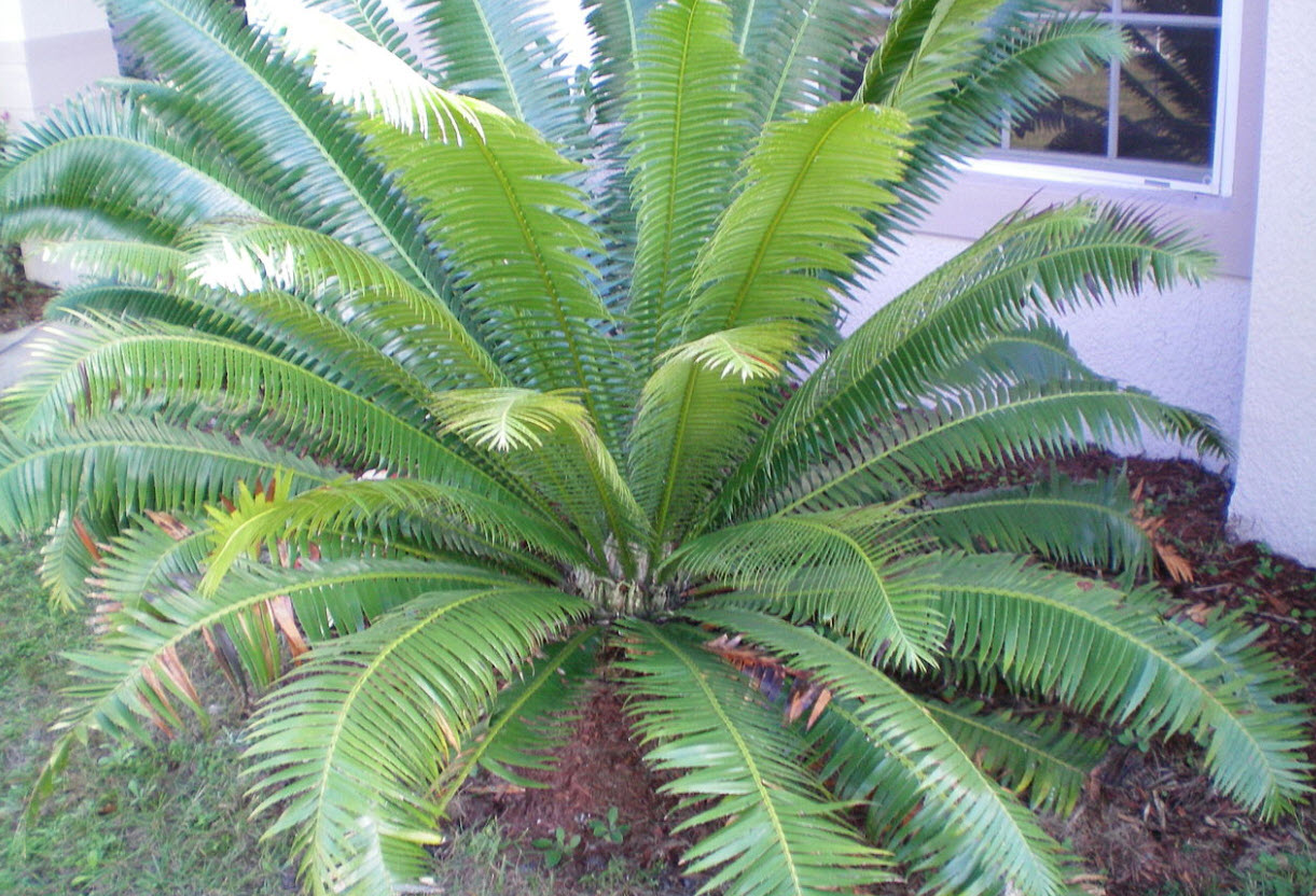 Dioon spinulosum - Giant Dioon | PlantMaster