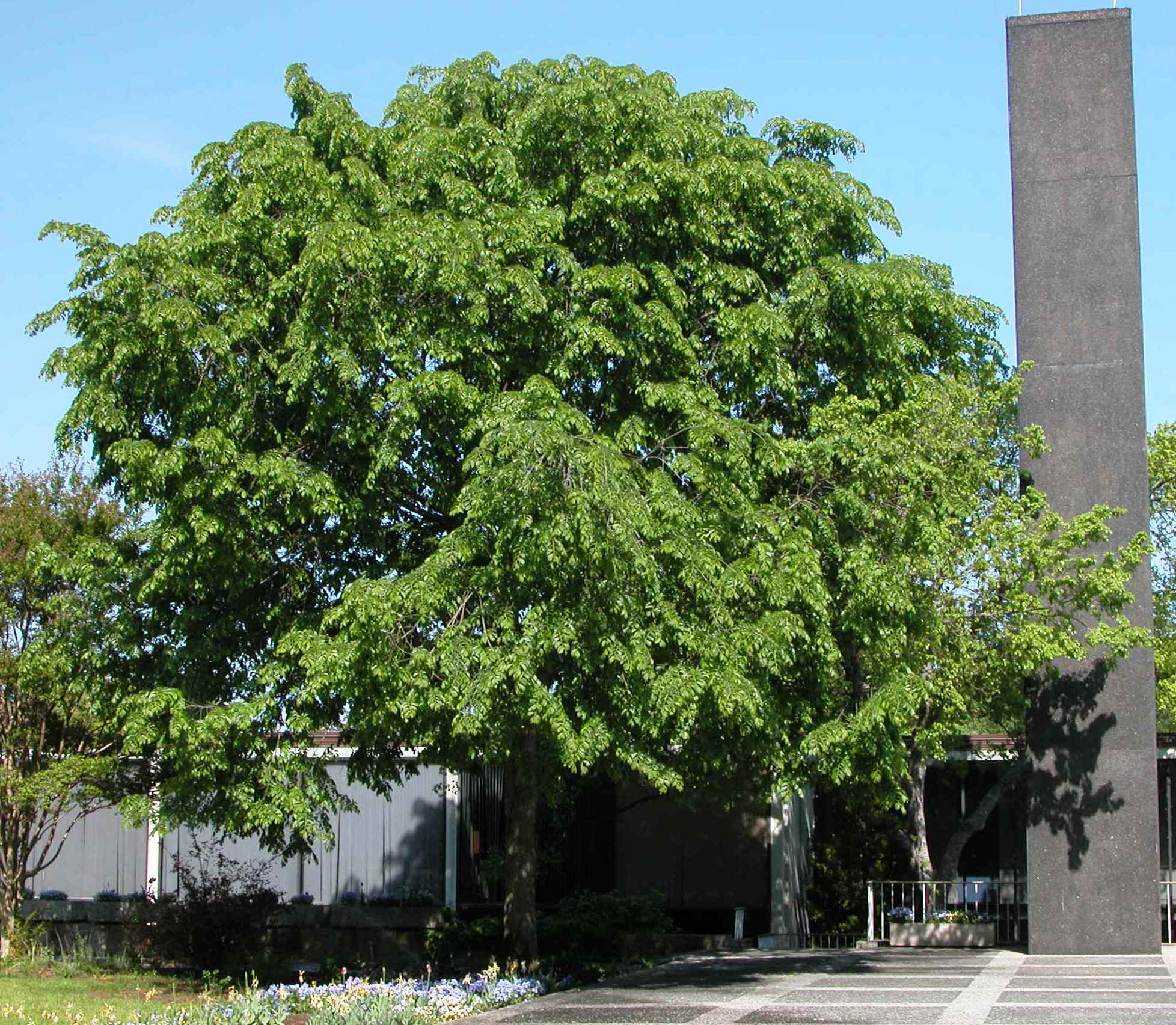Ulmus davidiana var. japonica 'Emerald Sunshine' - Emerald