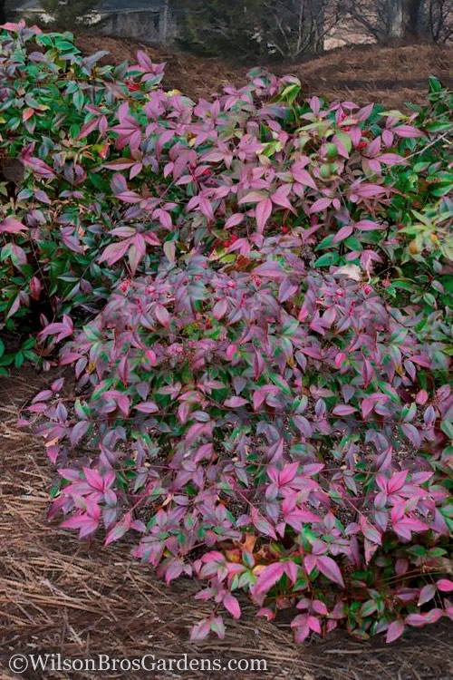 ornamental pepper plant Ornamental Pepper 'Chilly Chili