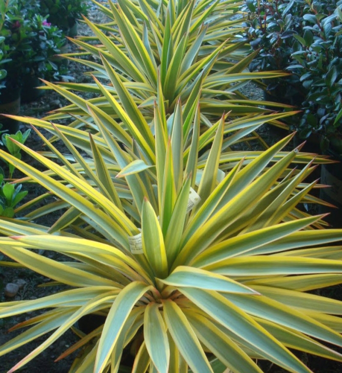 Yucca 'Bright Star' - Bright Star Yucca | PlantMaster