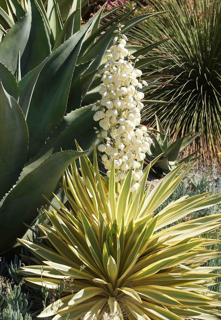 Yucca 'Bright Star' - Bright Star Yucca | PlantMaster