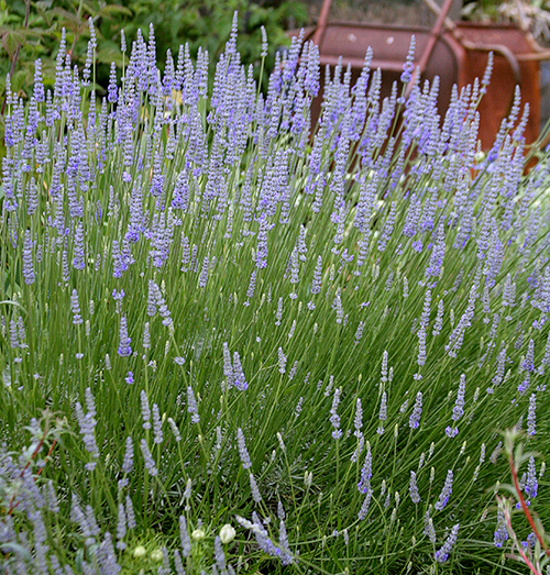 Lavandula 'Provence' - Provence Lavender | PlantMaster