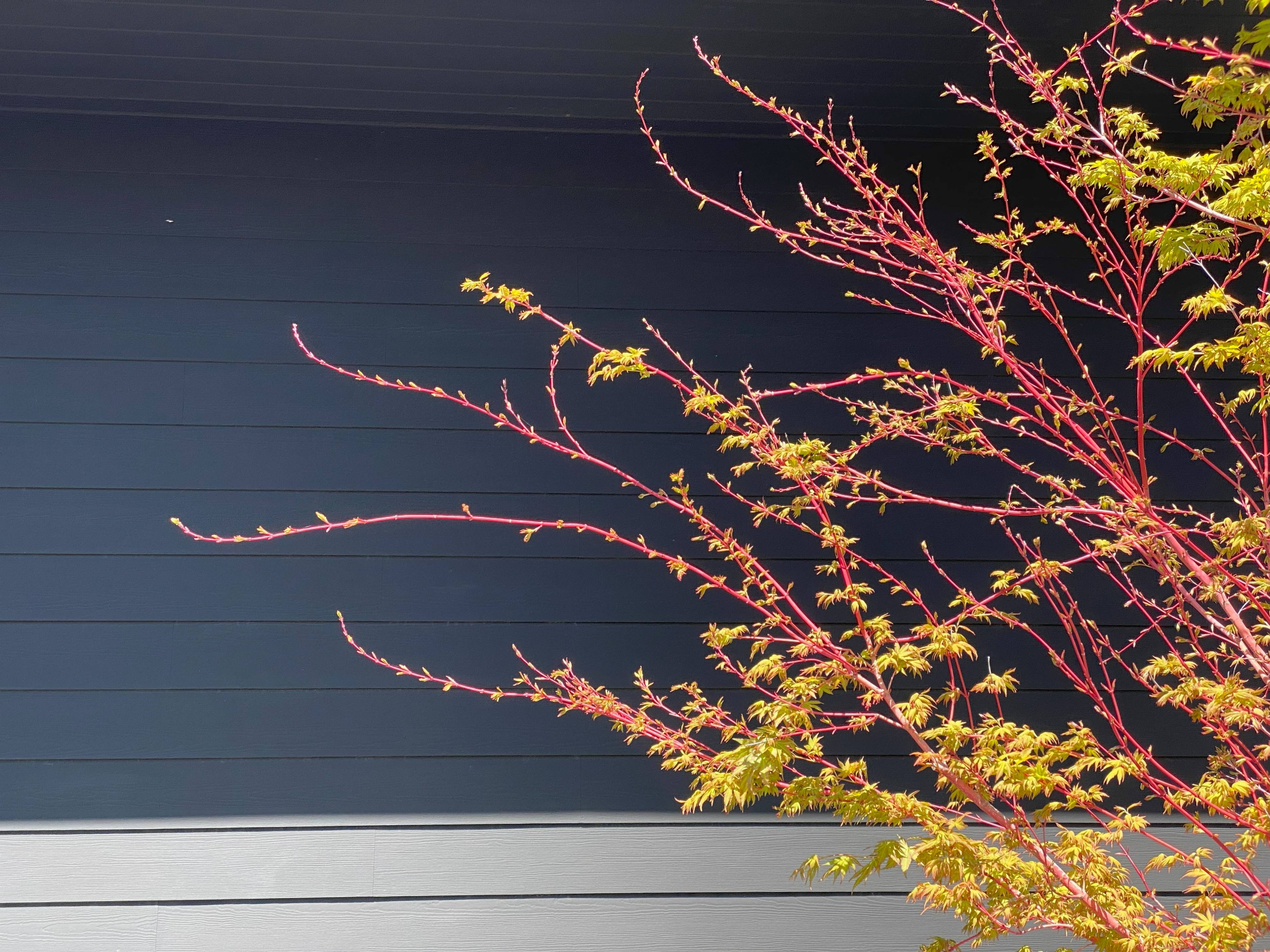 Acer p. 'Sango Kaku' - Coral Bark Japanese Maple | PlantMaster