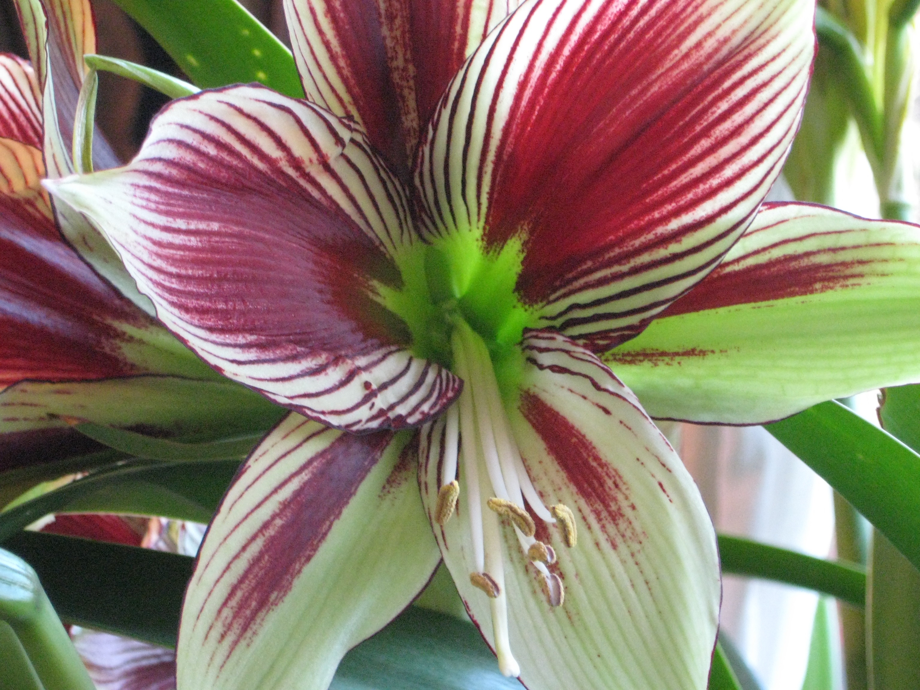 Hippeastrum papilio - 'Papilio' Butterfly Amaryllis | PlantMaster