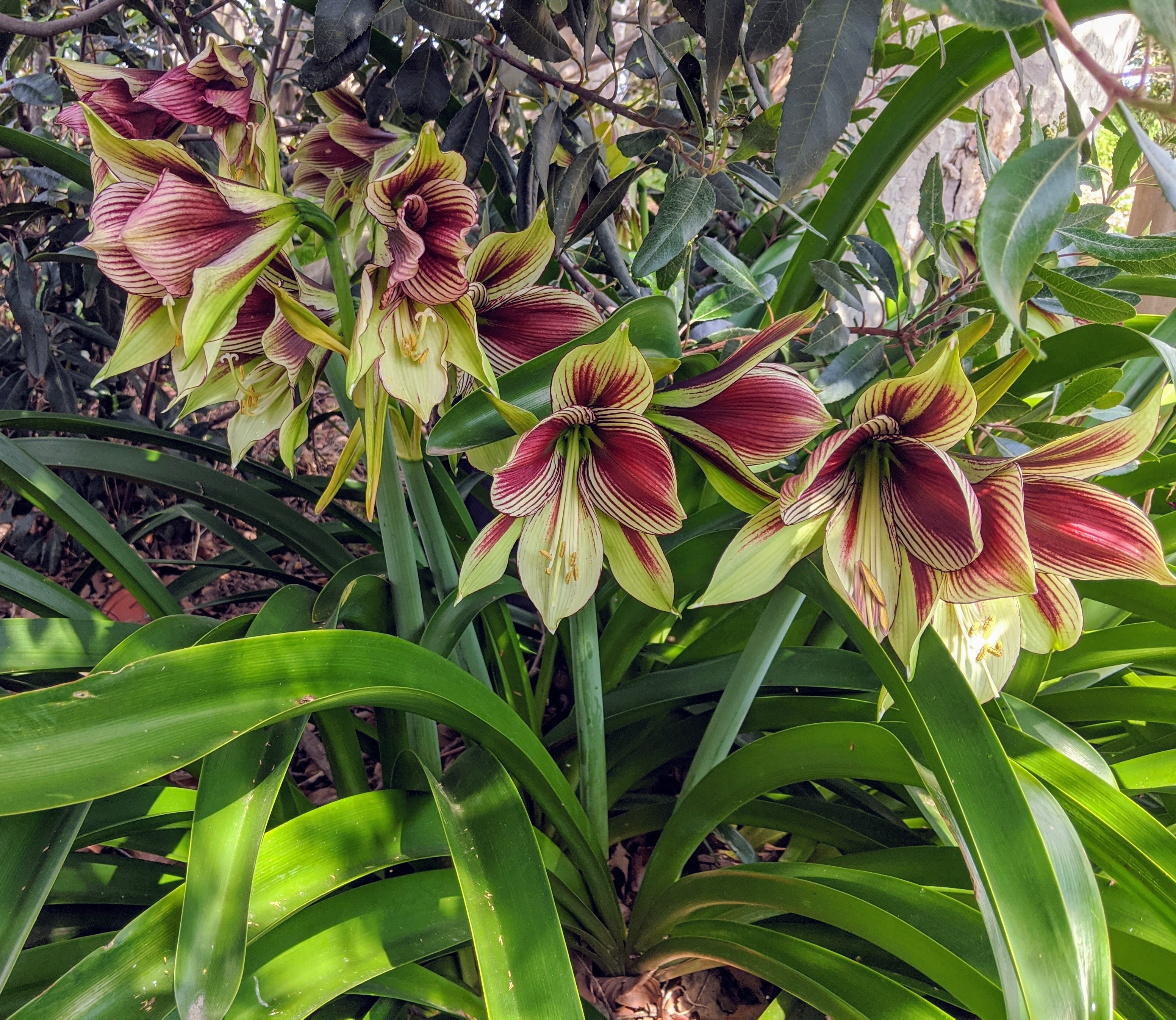 Hippeastrum papilio - 'Papilio' Butterfly Amaryllis | PlantMaster