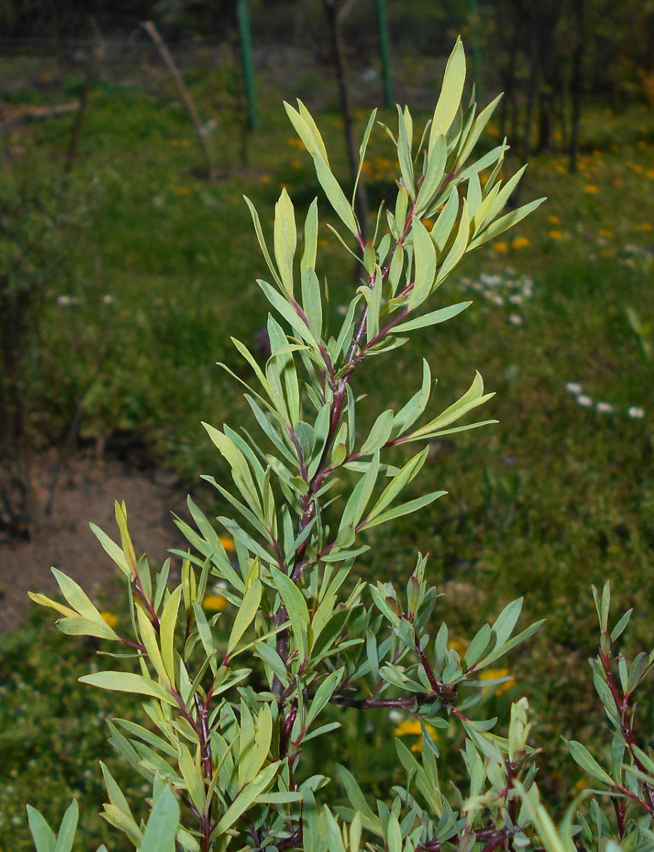 Salix purpurea 'Nana' (Creeping Arctic Willow) – Green Thumb Nurseries