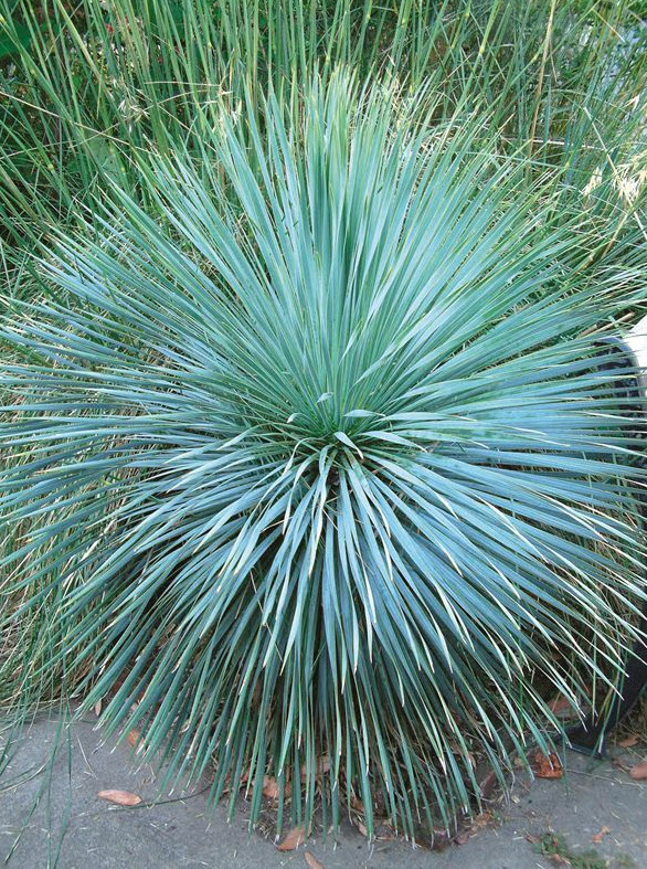 Yucca rostrata 'Sapphire Skies' - Sapphire Skies Yucca | PlantMaster