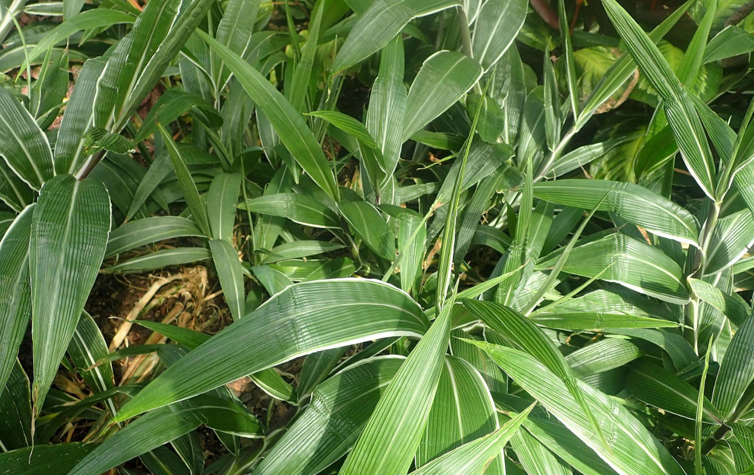 peace lily without flowers Spathiphyllum (peace lily)