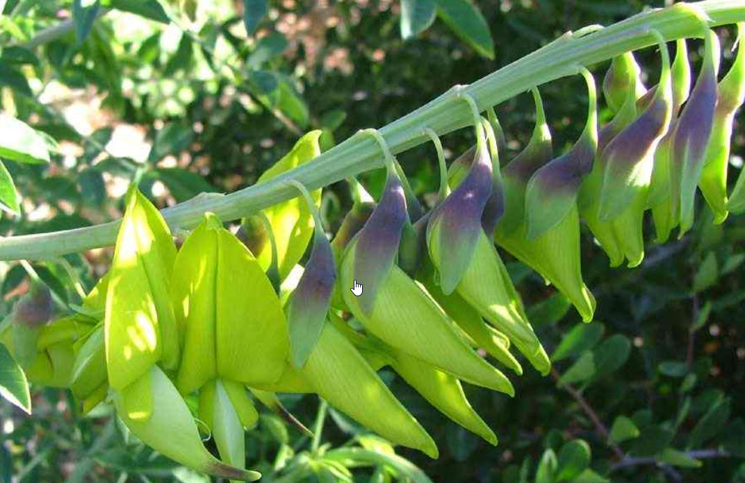 arrowroots plant Maranta arundinacea (Variegated) (0.8m) – IM Garden Mart main image 1