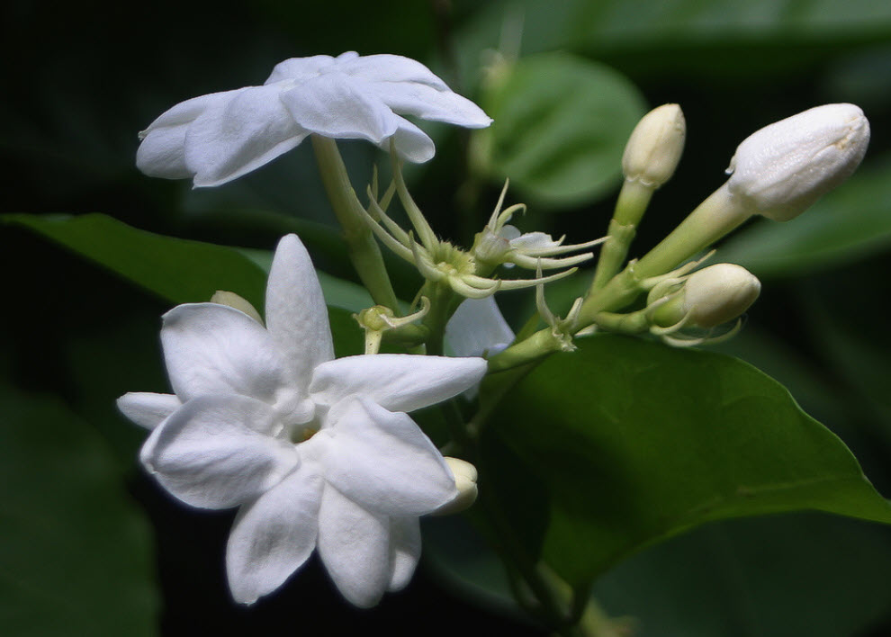 Jasminページ　サングラス　BLANC blanc Jasmin様専用ページ サングラス BLANC blanc