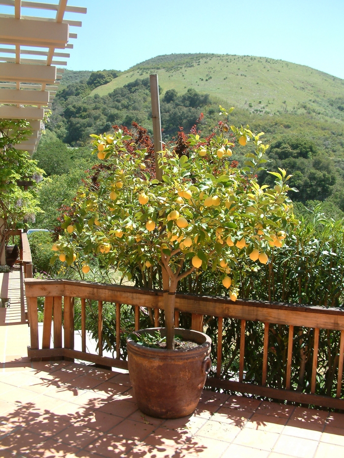 Citrus limon - Lemon | PlantMaster