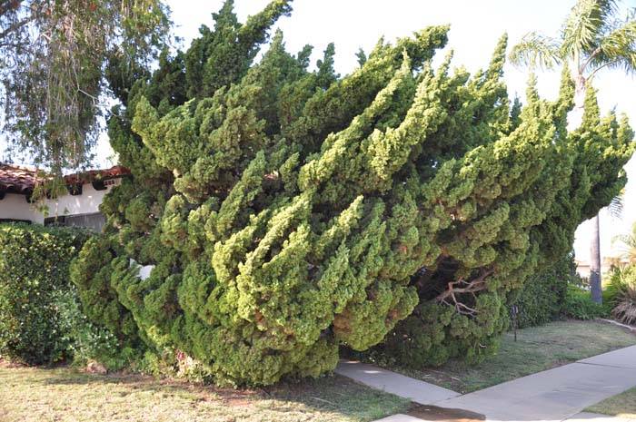 Juniperus chinensis 'Kaizuka' - Hollywood Juniper | PlantMaster Juniperus chinensis 'Kaizuka' - Hollywood Juniper | PlantMaster