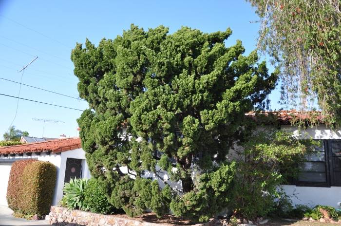 Juniperus chinensis 'Kaizuka' - Hollywood Juniper | PlantMaster Juniperus chinensis 'Kaizuka' - Hollywood Juniper | PlantMaster