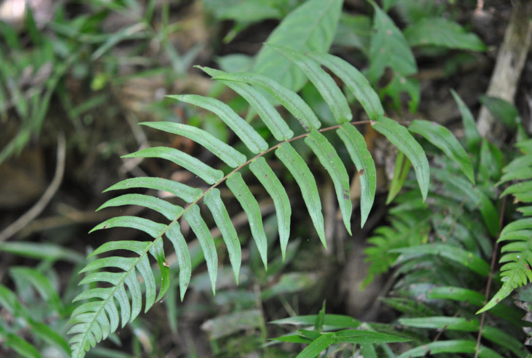 Blechnum occidentale - Hammock Fern | PlantMaster