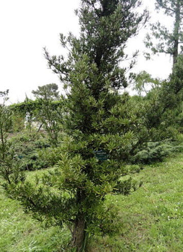 Podocarpus elatus - Brown Pine | PlantMaster