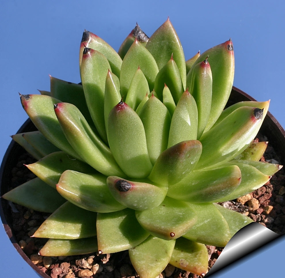 Echeveria agavoides - Crested Molded Wax Agave | PlantMaster
