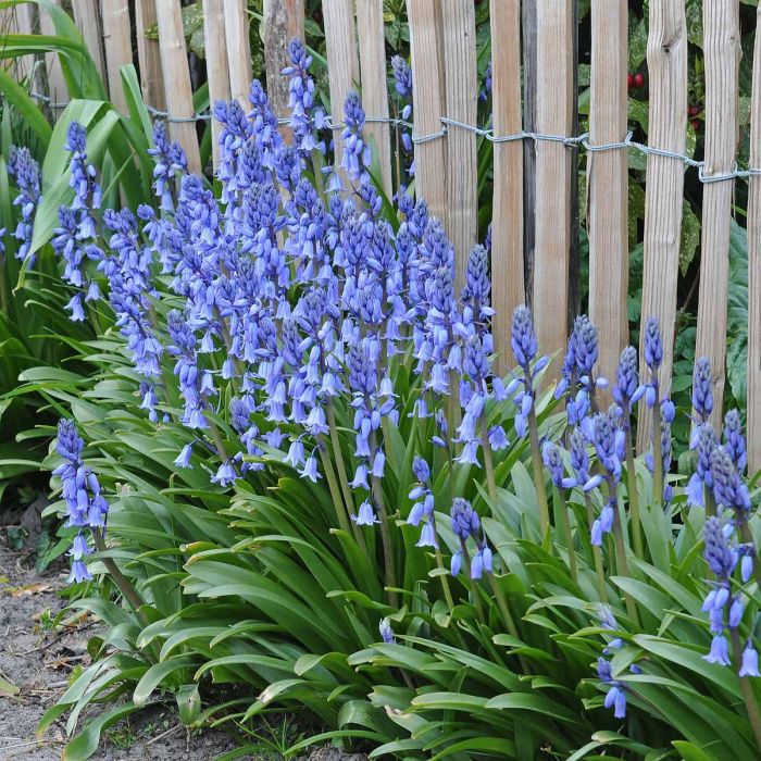 Hyacinthoides Hispanica (Spanish Bluebells)