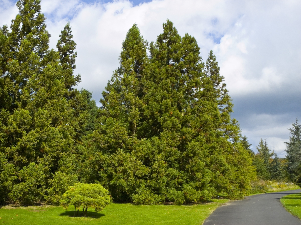 Cryptomeria japonica - Japanese Cedar | PlantMaster
