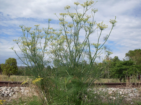 Foeniculum vulgare - Fennel | PlantMaster