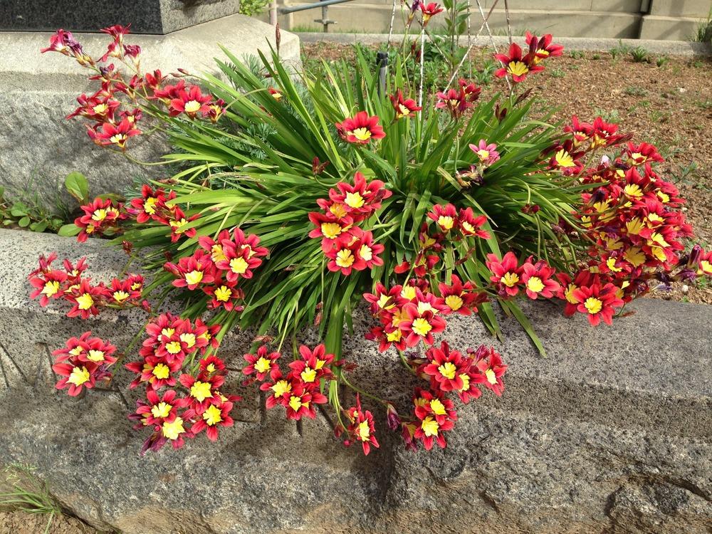 Sparaxis tricolor - Sparaxis, Harlequin Flower | PlantMaster