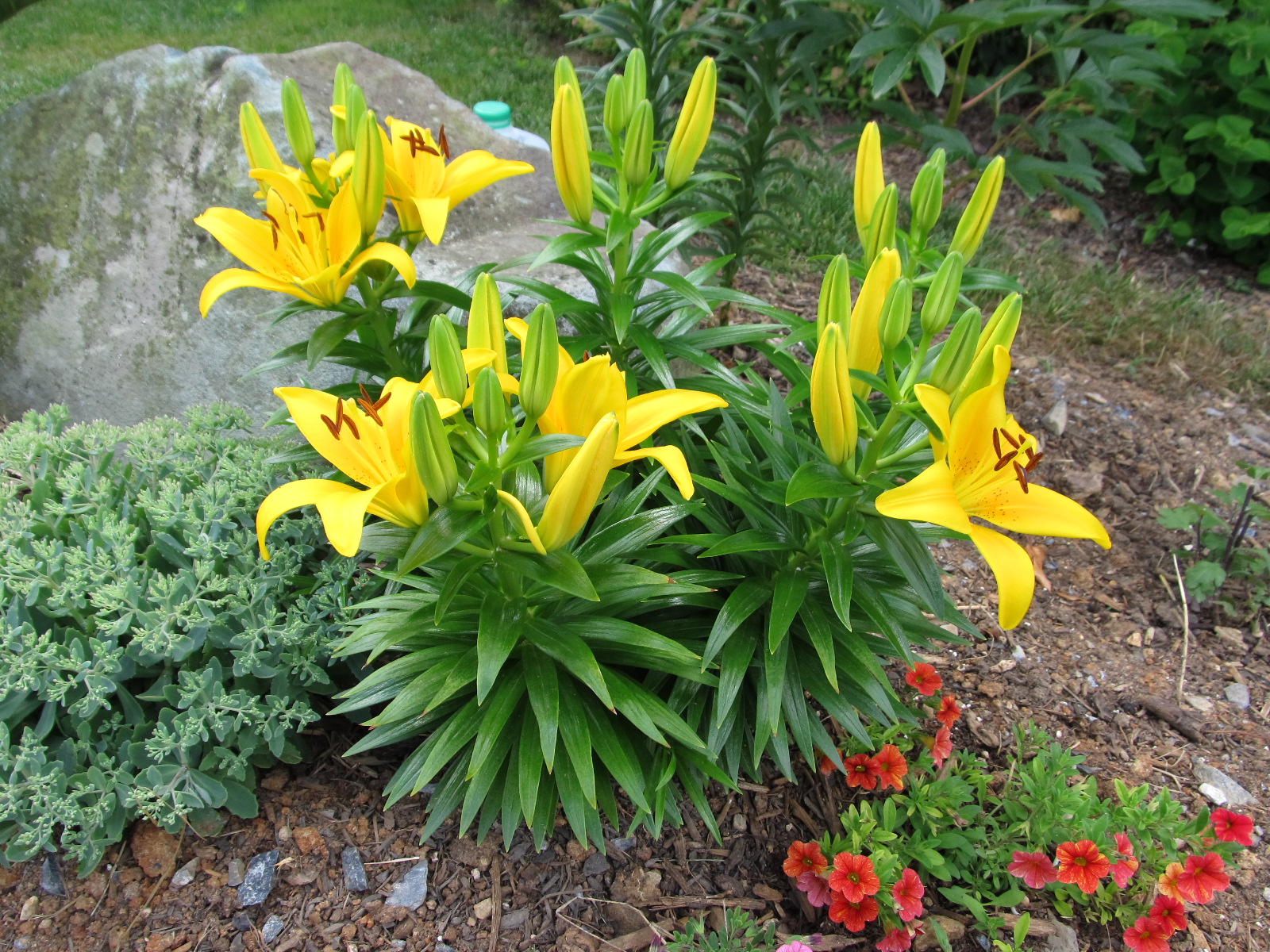 Lilium Asiatic Hybrid - Asiatic Hybrid Lily | PlantMaster