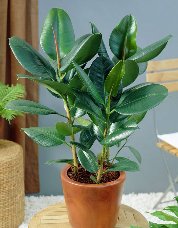 monstera dubia Monstera Dubia (EXACT PLANT) – Amazon Plants Peru