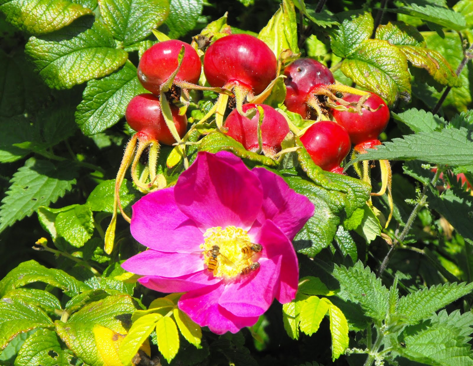 Rosa rugosa - Rugosa rose | PlantMaster