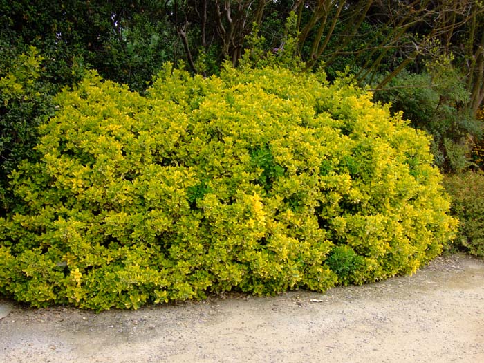 Euonymus japonicus 'Aureo-marginata' - Golden Euonymus | PlantMaster