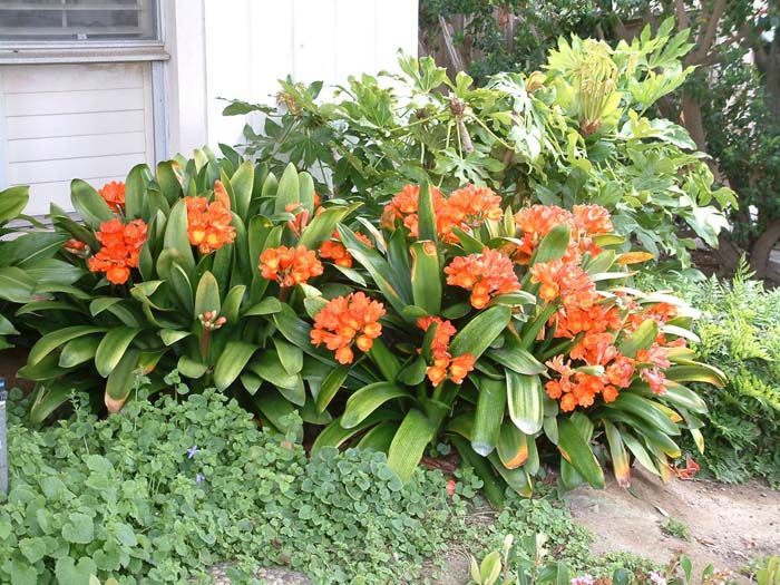 Clivia miniata - Natal Lily | PlantMaster