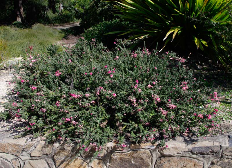 Grevillea lanigera 'Prostrate' - Prostrate Woolly Grevillea