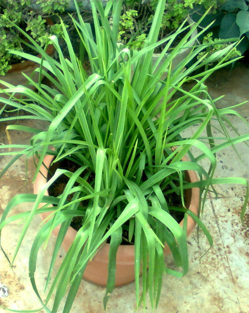 Agave amica - Tuberose | PlantMaster