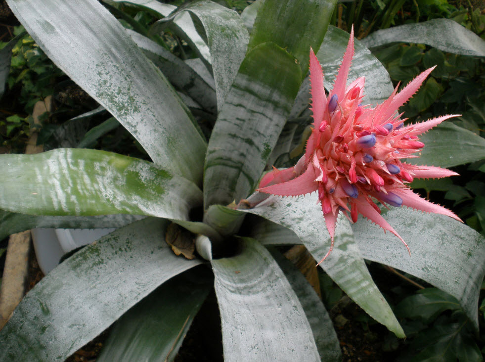 Aechmea fasciata - Silver Vase Plant | PlantMaster