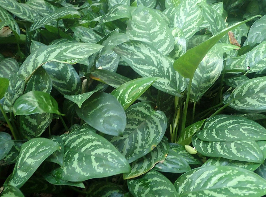 dracaena hawaiian plant Dracaena 'Hawaiian Sunshine' — Green Acres Nursery & Supply