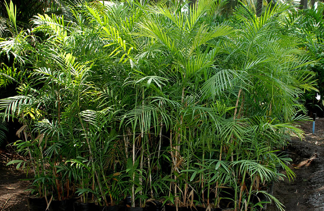 Chameadorea seifrizii - Bamboo Palm | PlantMaster